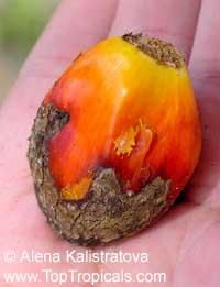 Elaeis guineensis, African Oil Palm, Jacquin