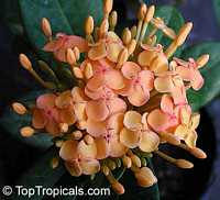 Ixora sp., Jungle flame, Needle flower