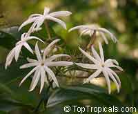 Jasminum nitidum, Jasminum magnificum, Jasminum illicifolium, Star Jasmine, Angelwing Jasmine, Shining Jasmine, Windmill Jasmine, Royal Jasmine Jasminum nitidum, Jasminum magnificum, Jasminum illicifolium, Star Jasmine, Angelwing Jasmine, Shining Jasmine, Windmill Jasmine, Royal Jasmine