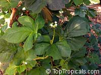 Cnidoscolus chayamansa, Maya Spinach Tree, Chaya Col, Kikilchay, Chaykeken