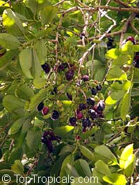 Syzygium cumini, Syzygium jambolanum, Eugenia cumini, Eugenia jambolana, Jambolan, Java Plum, Jamun, Naval, Neredu, Indian Allspice Syzygium cumini, Syzygium jambolanum, Eugenia cumini, Eugenia jambolana, Jambolan, Java Plum, Jamun, Naval, Neredu, Indian Allspice