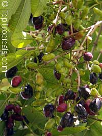 Syzygium cumini, Syzygium jambolanum, Eugenia cumini, Eugenia jambolana, Jambolan, Java Plum, Jamun, Naval, Neredu, Indian Allspice Syzygium cumini, Syzygium jambolanum, Eugenia cumini, Eugenia jambolana, Jambolan, Java Plum, Jamun, Naval, Neredu, Indian Allspice