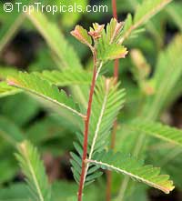 Emblica officinalis, Phyllanthus emblica, Indian Gooseberry, Emblic Myrobalan, Amla, Amalaki, Amloki