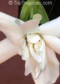 Gardenia taitensis Heaven Scent, Tahiti Gardenia