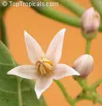 Cyphomandra crassicaulis, Cyphomandra betacea, Solanum betaceum , Solanum crassifolium, Tamarillo, Tree Tomato, Tomate Arbol