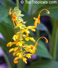 Globba schomburgkii, Dancing Girl Ginger Globba schomburgkii, Dancing Girl Ginger