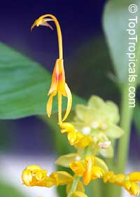 Globba schomburgkii, Dancing Girl Ginger Globba schomburgkii, Dancing Girl Ginger