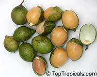 Melicoccus bijugatus, Melicocca bijuga, Spanish Lime, Genip, Mamoncillo, Quenepa, Limoncillo Melicoccus bijugatus, Melicocca bijuga, Spanish Lime, Genip, Mamoncillo, Quenepa, Limoncillo