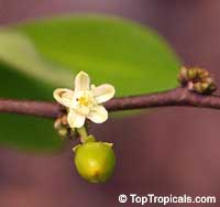 Erythroxylum coca, Huanuco, Coca