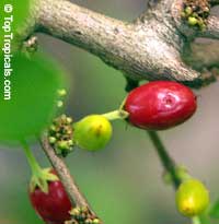 Erythroxylum coca, Huanuco, Coca