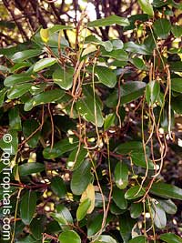 Capparis cynophallophora, Jamaica Caper Tree, Mustard Tree