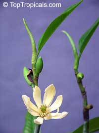 Magnolia x alba 