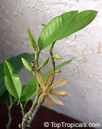 Magnolia x alba 