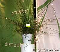 Juncus effusus Spiralis, Juncus effusus var. decipiens, Corkscrew Rush, Spiral Rush, Soft Rush