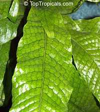 Microsorum ( Microsorium ) musifolium, Alligator Fern, Crocodile Fern
