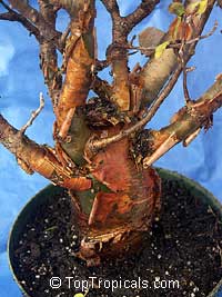 Bursera fagaroides, Elephant Tree, Fragrant Bursera