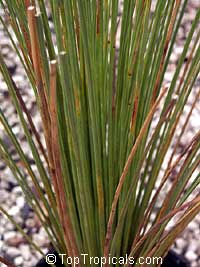 Dasylirion sp.