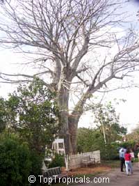 Adansonia digitata, Baobab, Cream of Tartar tree, Monkey-bread tree, Lemonade tree Adansonia digitata, Baobab, Cream of Tartar tree, Monkey-bread tree, Lemonade tree