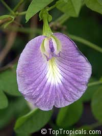 Clitoria ternatea, Butterfly Pea, Asian Pigeonwings