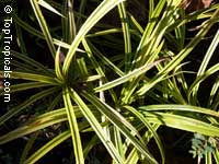 Pandanus baptistii, Variegated Dwarf Pandanus, White-striped Pandanus