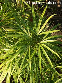 Osmoxylon lineare, Boerlagiodendron lineare, Miagos bush