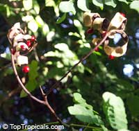Adenanthera pavonina, Adenanthera gersenii, Adenanthera polita, Corallaria parvifolia, Red Sandalwood, Coral Bean Tree, Saga , Sagaseed Tree, Red-bead Tree, Raktakambal, Kokriki Adenanthera pavonina, Adenanthera gersenii, Adenanthera polita, Corallaria parvifolia, Red Sandalwood, Coral Bean Tree, Saga , Sagaseed Tree, Red-bead Tree, Raktakambal, Kokriki