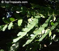 Adenanthera pavonina, Adenanthera gersenii, Adenanthera polita, Corallaria parvifolia, Red Sandalwood, Coral Bean Tree, Saga , Sagaseed Tree, Red-bead Tree, Raktakambal, Kokriki Adenanthera pavonina, Adenanthera gersenii, Adenanthera polita, Corallaria parvifolia, Red Sandalwood, Coral Bean Tree, Saga , Sagaseed Tree, Red-bead Tree, Raktakambal, Kokriki