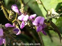 Mucuna pruriens, Carpopogon pruriens, Dolichos pruriens, Mucuna aterrima, Nescafe, Cowitch, Velvet Bean, Purple Jade Vine