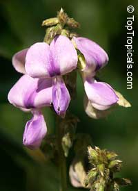 Mucuna pruriens, Carpopogon pruriens, Dolichos pruriens, Mucuna aterrima, Nescafe, Cowitch, Velvet Bean, Purple Jade Vine
