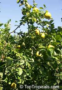 Citrus limon Ponderosa, Giant Lemon, Ponderosa Lemon, Wonder Lemon