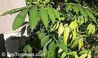 Nephelium rambutan-ake, Nephelium philippense, Nephelium mutabile, Nephelium intermedium, Litchi ramboutan-ake