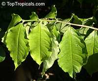 Bunchosia argentea, Peanut Butter Tree