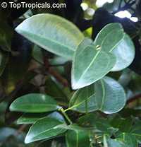 Cinnamomum zeylanicum, Cinnamomum verum, Cinnamon Cinnamomum zeylanicum, Cinnamomum verum, Cinnamon