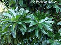 Dillenia indica, Dillenia speciosa, Elephant Apple, Chulta, Hondapara Tree, Ma-tad