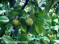 Dillenia indica, Dillenia speciosa, Elephant Apple, Chulta, Hondapara Tree, Ma-tad