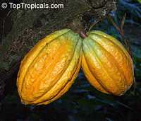 Theobroma cacao, Chocolate Tree, Cacao, Cocoa Tree