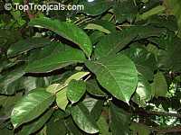Artocarpus lakoocha, Lakoocha