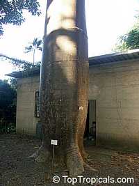 Cavanillesia platanifolia, Canoe Tree, Cuipo Cavanillesia platanifolia, Canoe Tree, Cuipo
