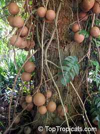 Couroupita guianensis, Cannonball Tree Couroupita guianensis, Cannonball Tree