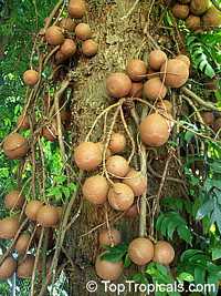 Couroupita guianensis, Cannonball Tree Couroupita guianensis, Cannonball Tree