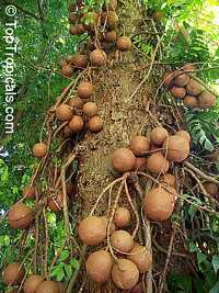 Couroupita guianensis, Cannonball Tree Couroupita guianensis, Cannonball Tree