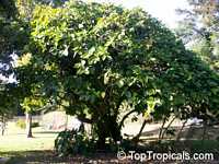 Ficus nota, Tibig