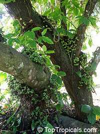 Ficus nota, Tibig
