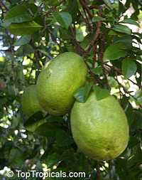 Citrus bergamia, Bergamot orange