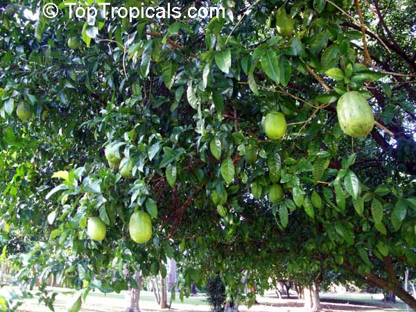 bergamot orange tree