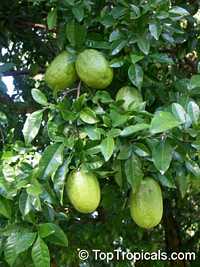 Swinglea glutinosa, Aegle decandra, Limonia glutinosa, Glutinous swinglea, Tabog