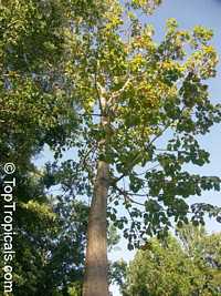Cavanillesia platanifolia, Canoe Tree, Cuipo Cavanillesia platanifolia, Canoe Tree, Cuipo