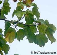Cavanillesia platanifolia, Canoe Tree, Cuipo Cavanillesia platanifolia, Canoe Tree, Cuipo