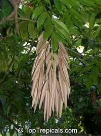 Brownea grandiceps, Rose of Venezuela, Scarlet Flame Bean