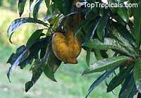 Pouteria campechiana, Canistel, Eggfruit, Chesa